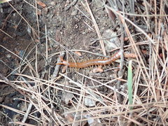 Theatops erythrocephalus