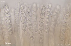 Peziza atrovinosa