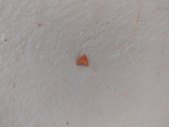 Pyrausta pseudonythesalis