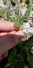 Tribulus cistoides image