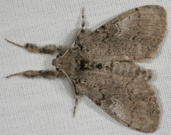 Dasychira vagans