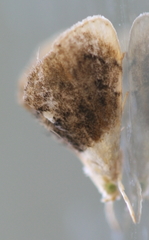 Lipocosmodes fuliginosalis