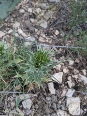 Eryngium leavenworthii