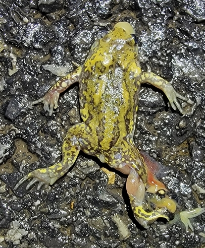 Boreal Digging Frog