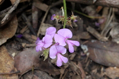 Desmodium rhytidophyllum