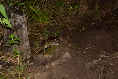 Leptodactylus vastus