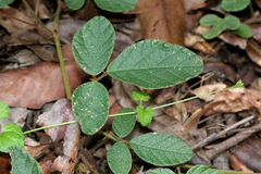 Desmodium rhytidophyllum