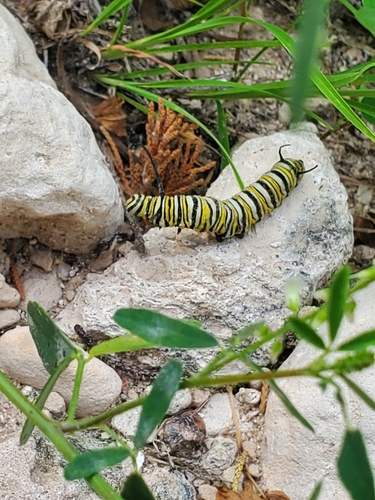 Monarch photographed in Nebraska