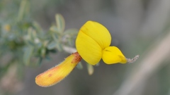 Adenocarpus complicatus