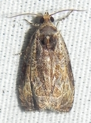 Olethreutes nigranum