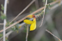 Adenocarpus complicatus