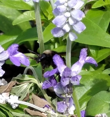 Bombus pensylvanicus image