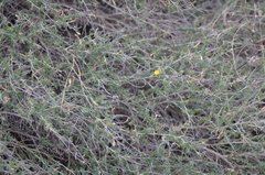 Adenocarpus complicatus