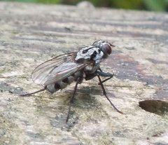 Eustalomyia hilaris