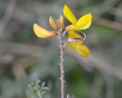 Adenocarpus complicatus