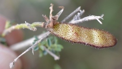 Adenocarpus complicatus