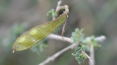 Adenocarpus complicatus