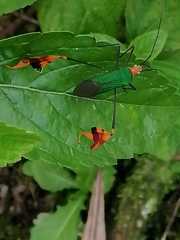 Anisoscelis foliaceus