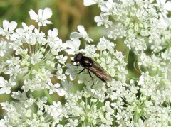 Cheilosia longula