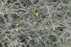 Adenocarpus complicatus