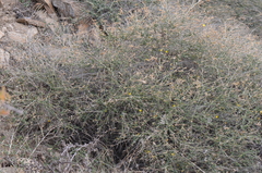 Adenocarpus complicatus