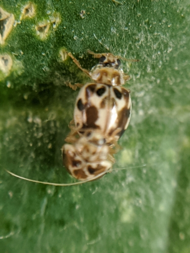 photo of Twenty-spotted Lady Beetle (Psyllobora vigintimaculata)