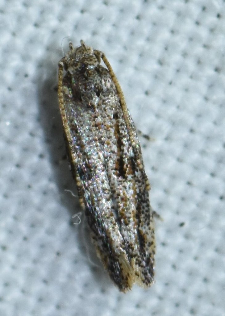 Ymeldia