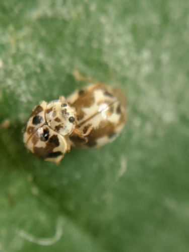 photo of Twenty-spotted Lady Beetle (Psyllobora vigintimaculata)