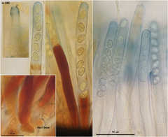 Peziza atrovinosa