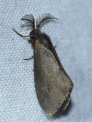 Cryptothelea nigrita