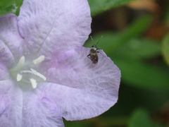 Spanagonicus albofasciatus