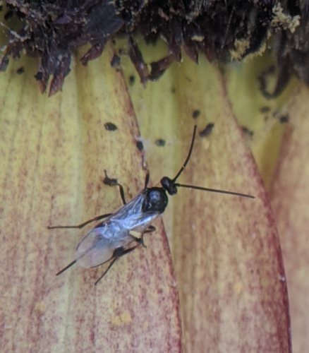 photo of Braconid Wasps (Braconidae)
