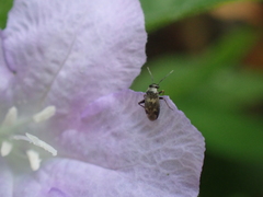 Spanagonicus albofasciatus