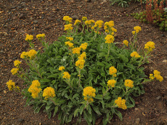 Solidago simplex nana