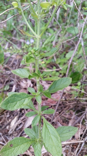 Image of Scutellaria arenicola by (c) Jay Horn, some rights reserved (CC BY)