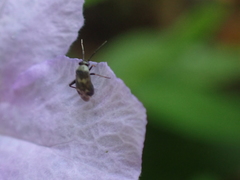 Spanagonicus albofasciatus