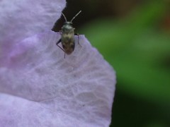 Spanagonicus albofasciatus