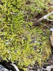 Eurhynchiastrum pulchellum