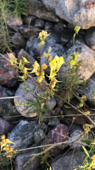 Linaria vulgaris