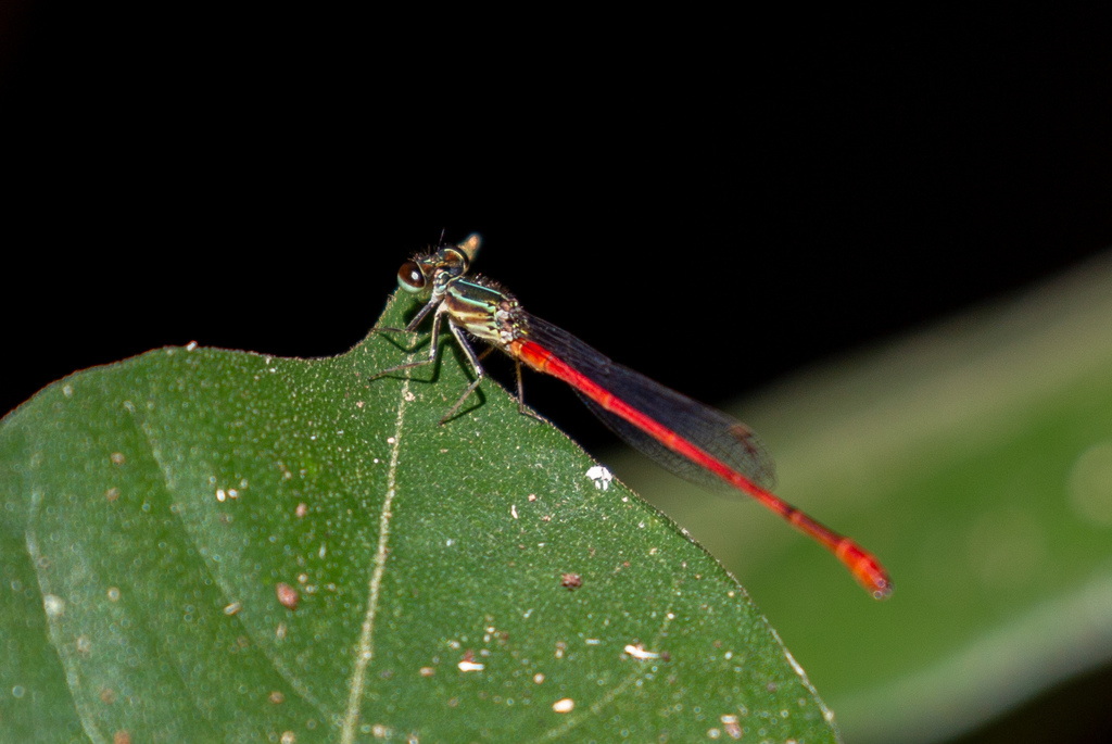 Telebasis filiola