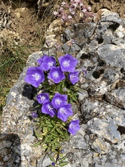 Campanula carpatica