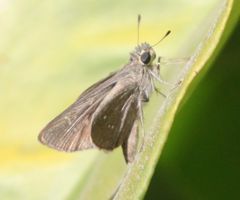 Torbenlarsenia gemella