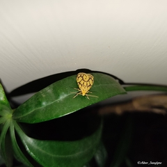 Miltochrista conjunctana