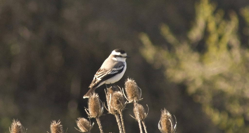 Black-crowned Monjita
