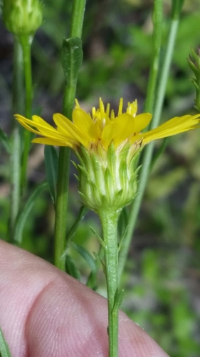 Image of Chrysopsis linearifolia by (c) Jay Horn, some rights reserved (CC BY)