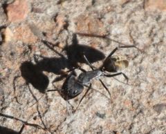 Camponotus chrysurus