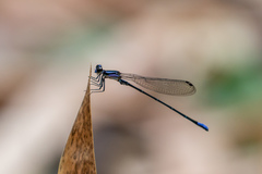 Argia
