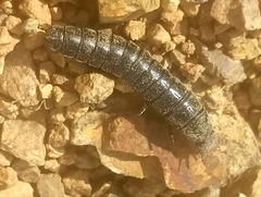 Carabinae