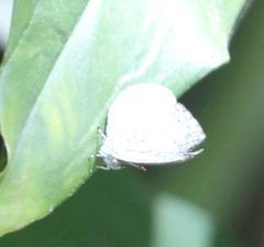 Spalgis lemolea lemolea