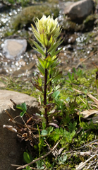Castilleja parviflora albida
